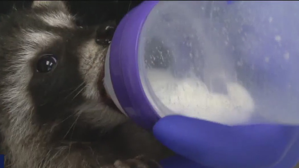 San Rafael wildlife center seeing influx of raccoons, skunks