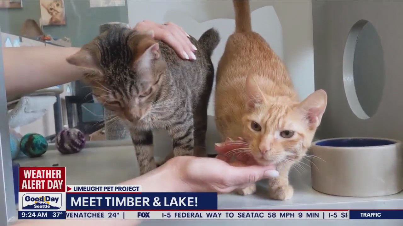 Pet of the Week: Timber & Lake