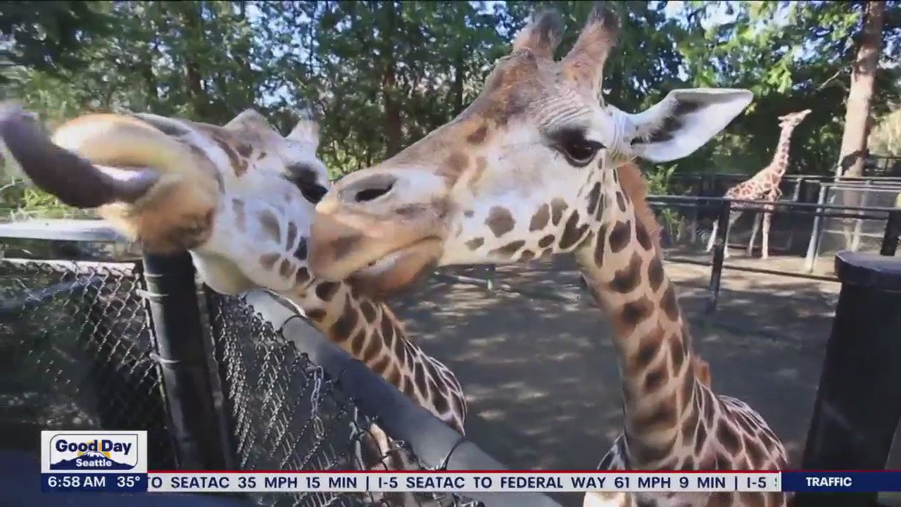 Woodland Park Zoo brings back the Zoo-Tunes Concert Series