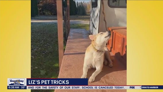 Liz's Pet Tricks for Monday, February 27