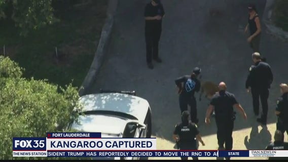 Florida police take kangaroo into custody