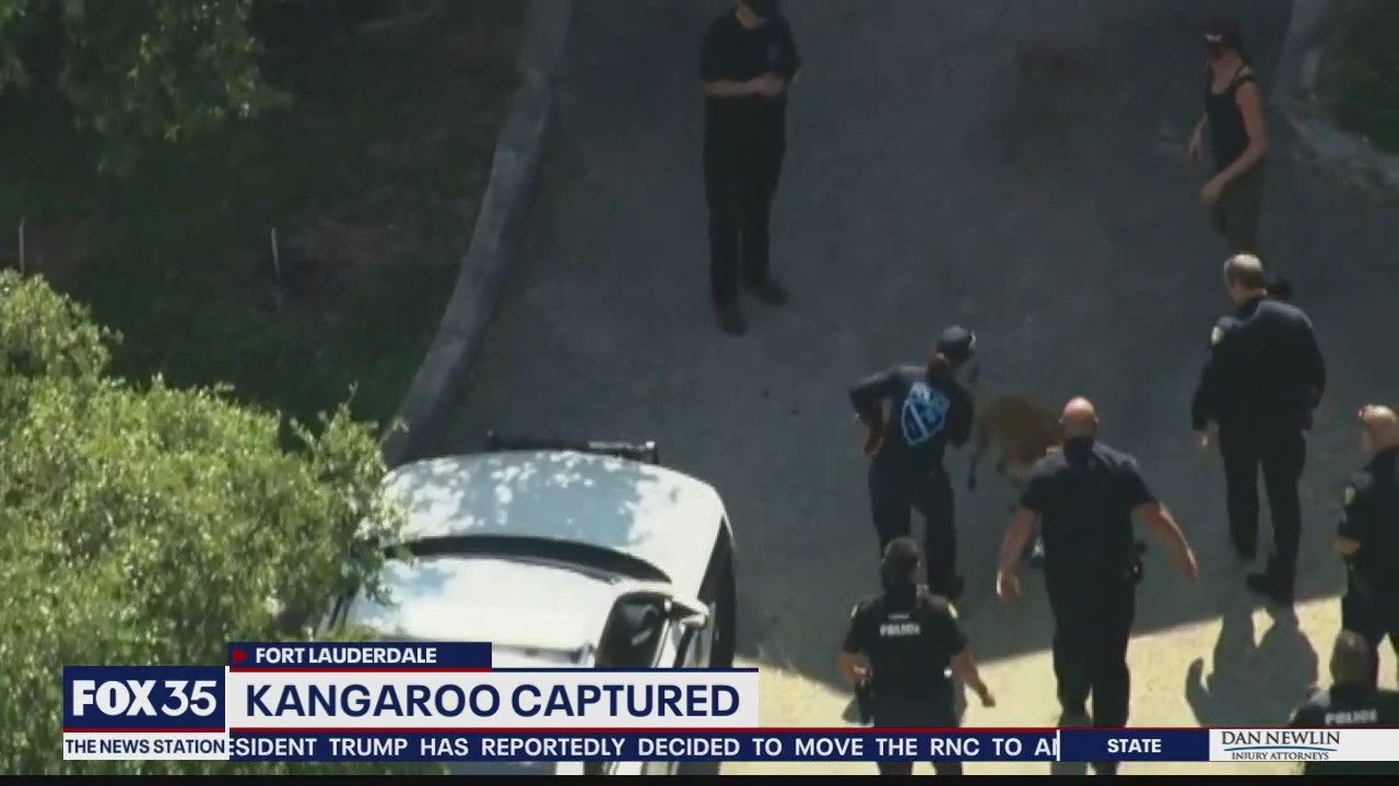 Florida police take kangaroo into custody