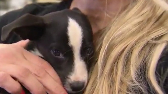 Tips for helping anxious pets on July 4