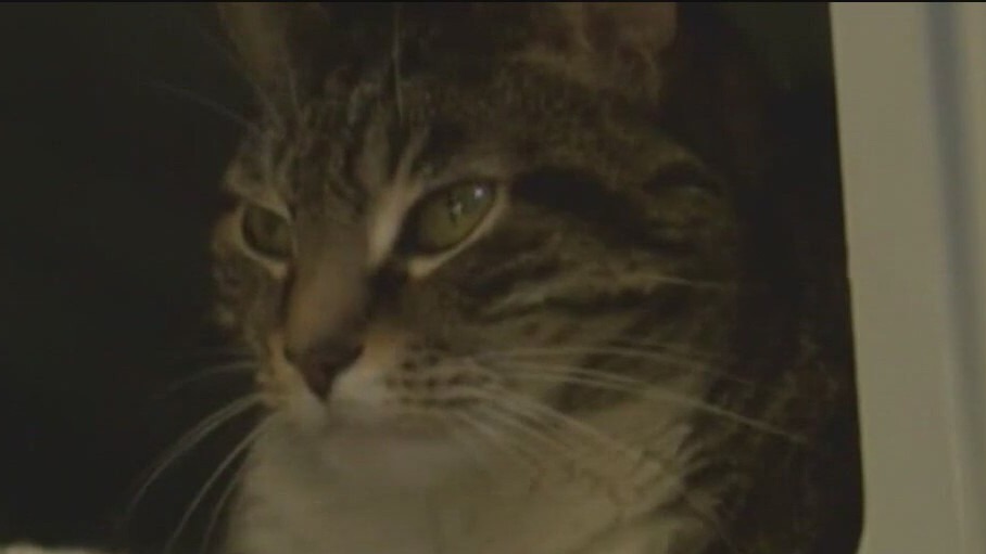 California considers law that would ban cat declawing