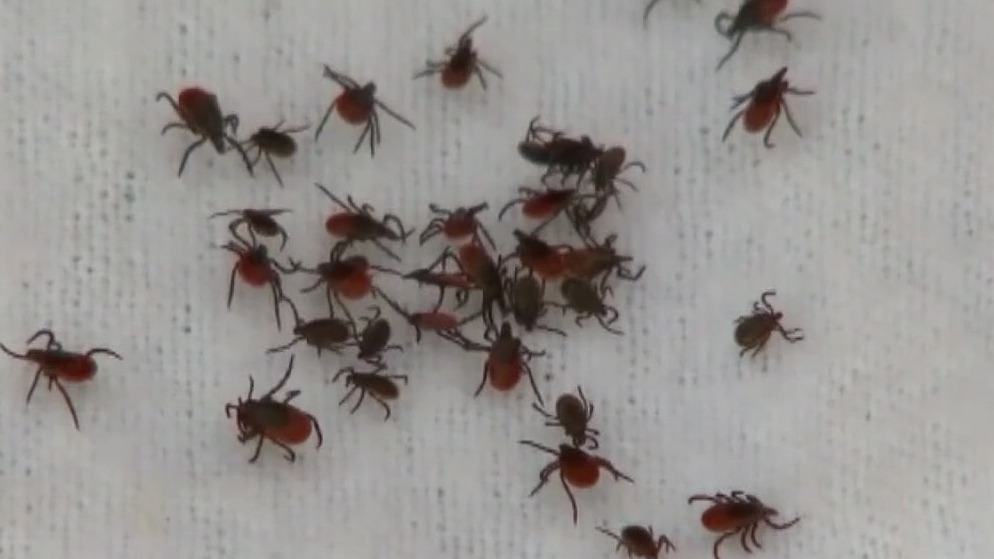 Tick season in full swing in California