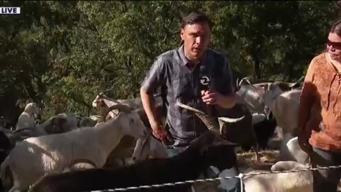 Preparing for fire season with the help of goats