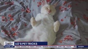 Liz's Pet Tricks for Friday, March 3