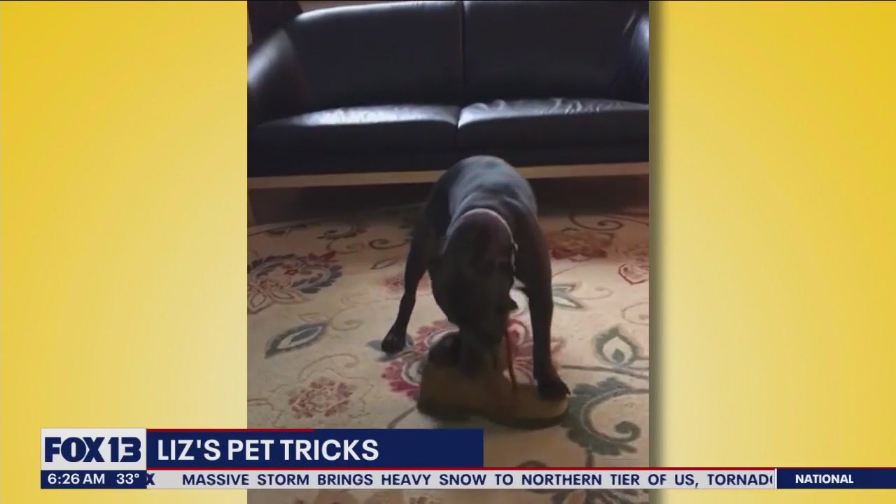 Liz's Pet Tricks for Monday, March 6