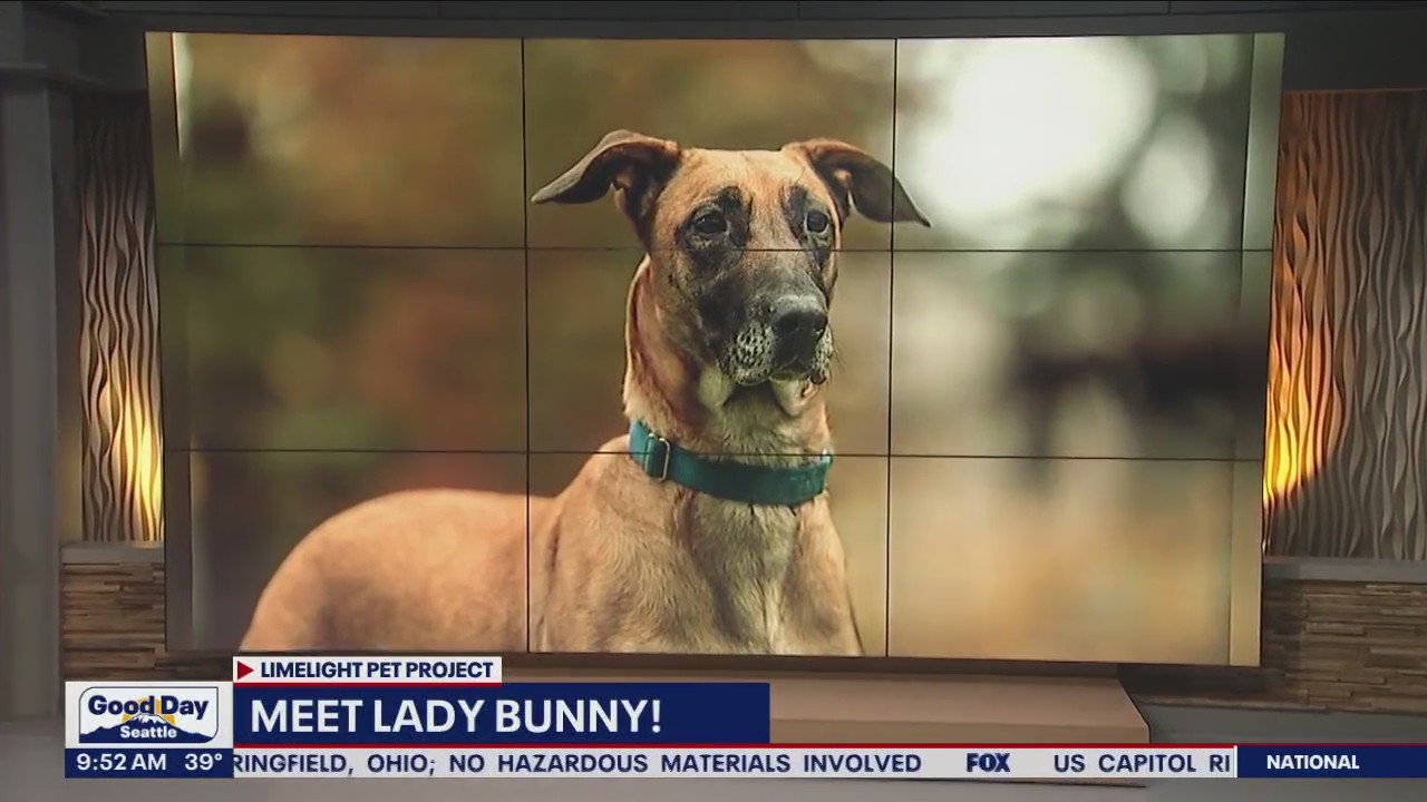 Pet of the Week: Lady Bunny