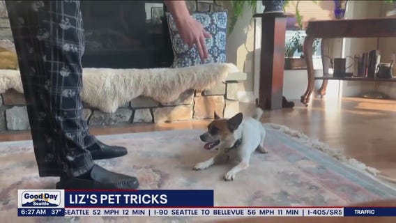 Liz's Pet Tricks for Tuesday, March 7