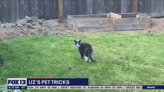Liz's Pet Tricks for Monday, March 13