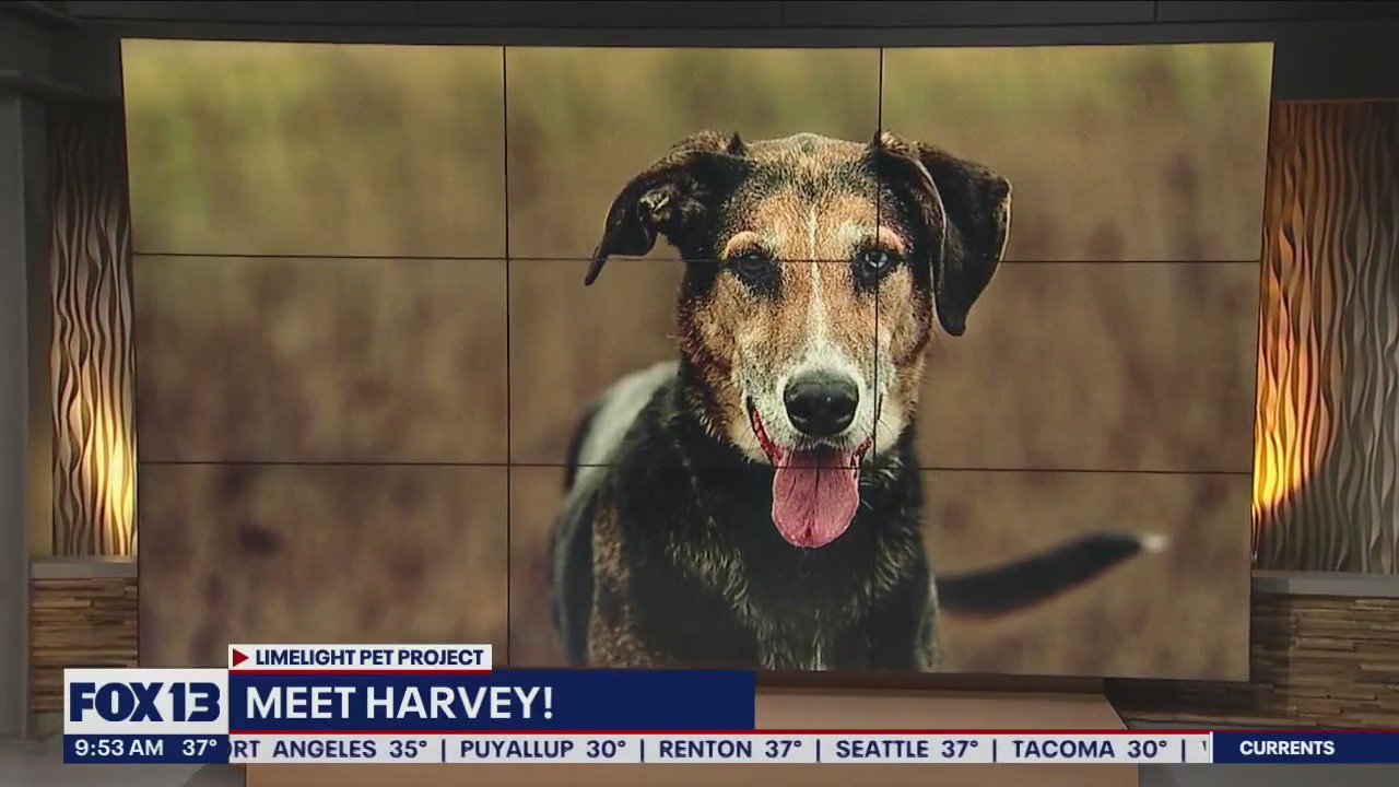 Pet of the Week: Harvey