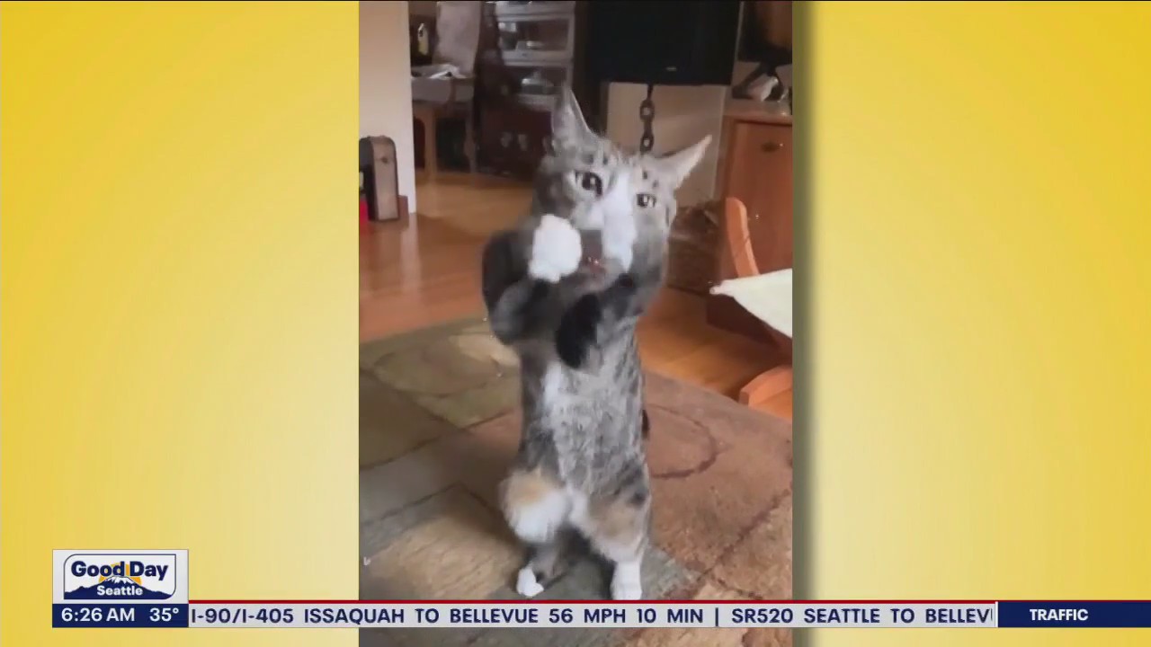 Liz's Pet Tricks for Tuesday, March 14