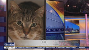 FurEver Home: Jan. 30, 2022