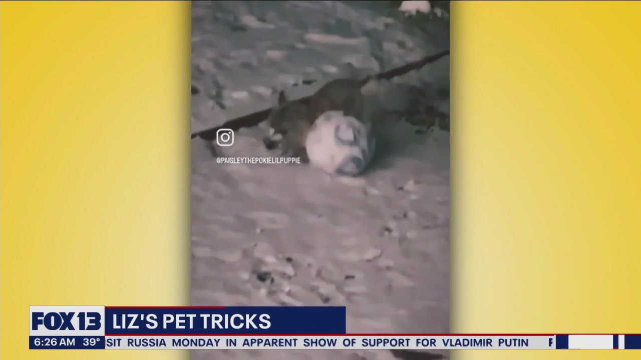 Liz's Pet Tricks for Friday, March 17