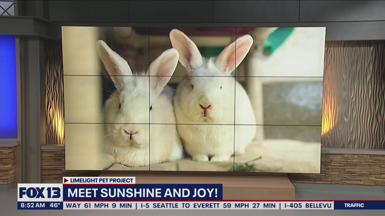 Pet of the Week: Sunshine and Joy