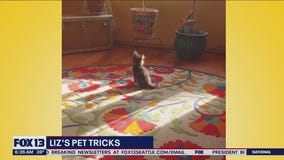 Liz's Pet Tricks for Wednesday, March 22