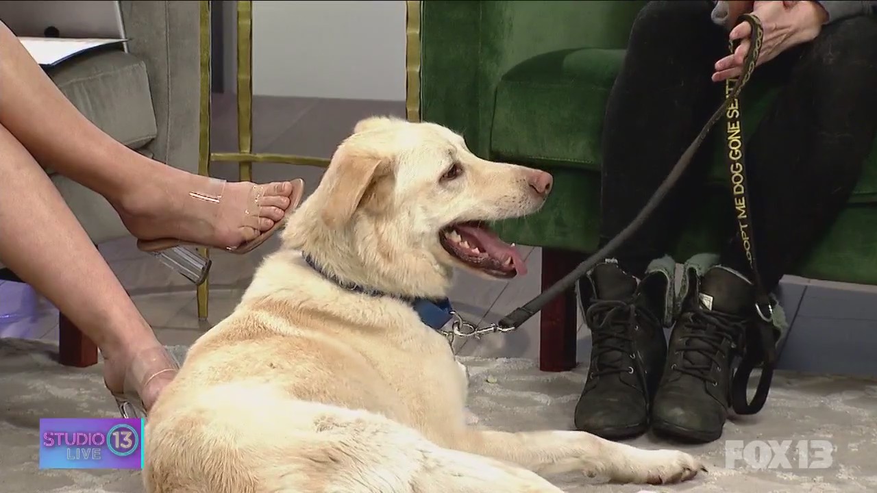 Dog Gone Seattle shares details about upcoming adoption event, adoptable pets