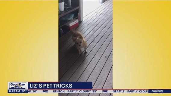 Liz's Pet Tricks for Monday, March 27