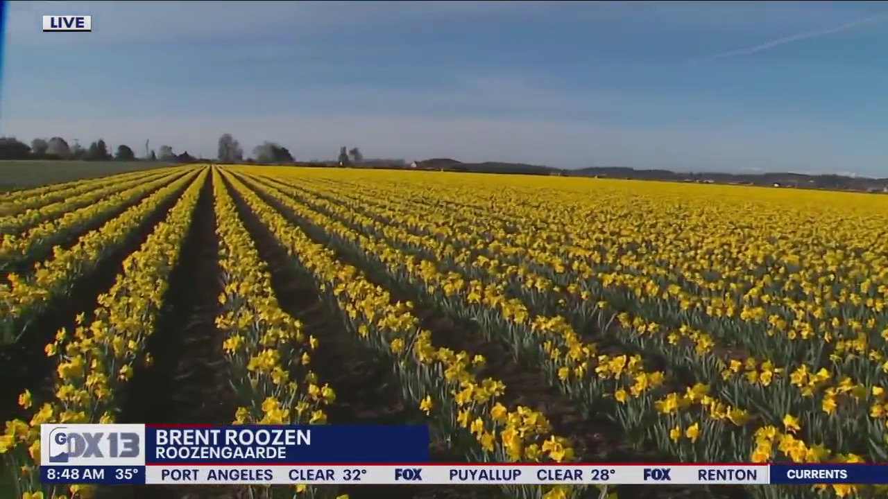 Mount Vernon's daffodils in full bloom