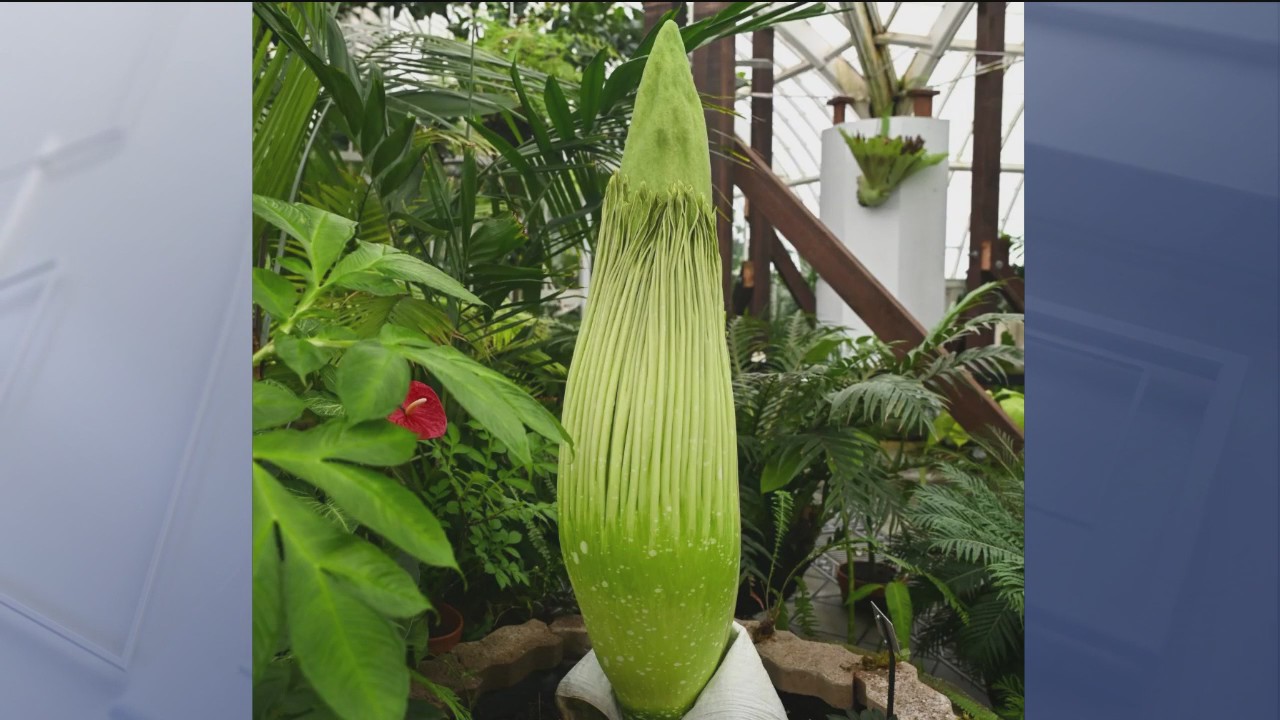 The corpse flower is about to bloom | Take 2 Nightly
