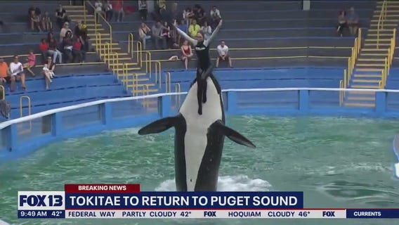 It?s official: Agreement in place to bring Tokitae home from Miami Seaquarium to Puget Sound