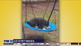 LIz's Pet Tricks for Wednesday, March 29