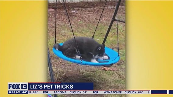LIz's Pet Tricks for Wednesday, March 29