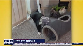 Liz's Pet Tricks for Wednesday, March 30