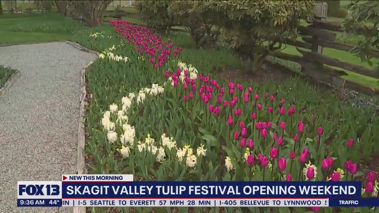 Skagit Valley Tulip Festival opening weekend (Part III)