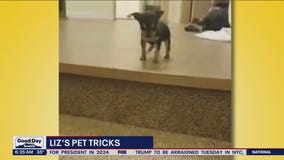 Liz's Pet Tricks for Monday, April 3