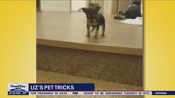Liz's Pet Tricks for Monday, April 3