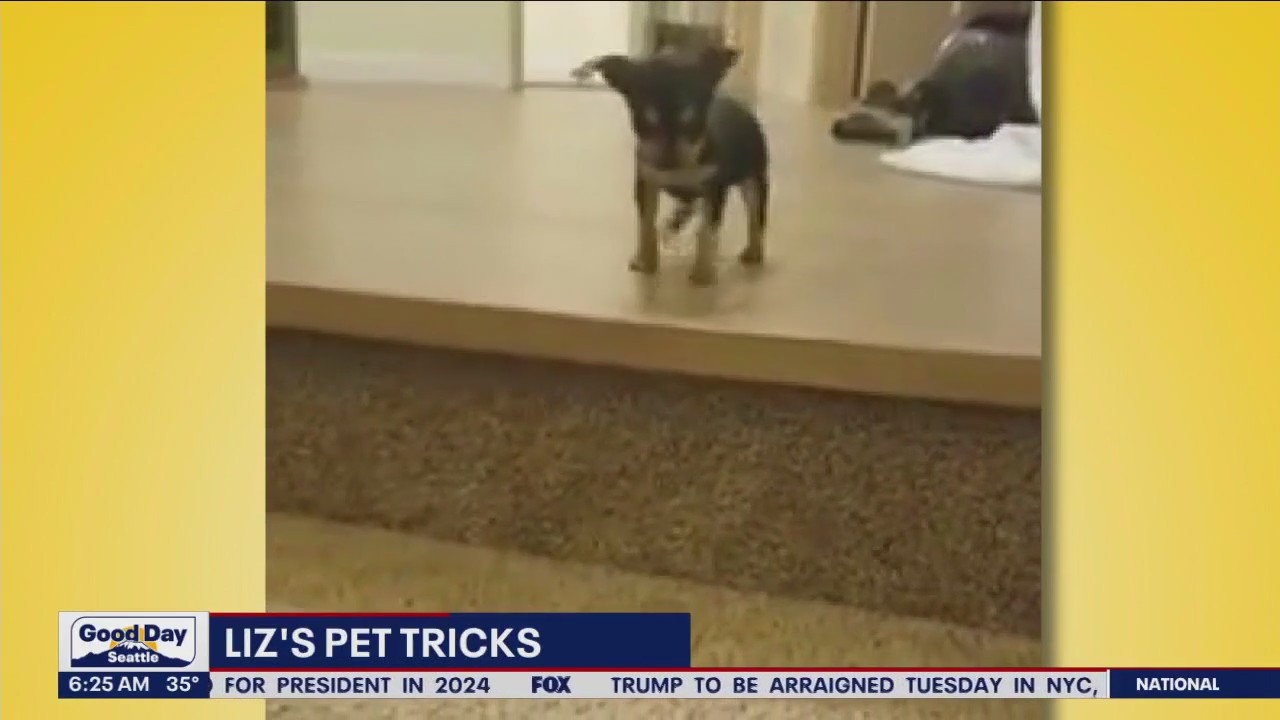 Liz's Pet Tricks for Monday, April 3