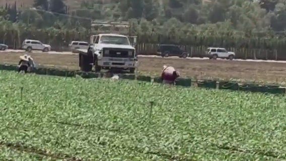 High risk, young hands: California farm faces child labor probe