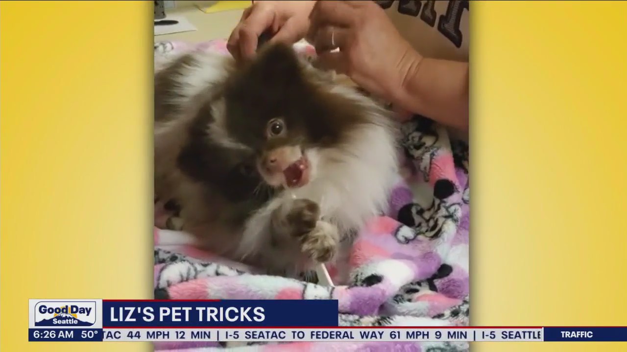 Liz's Pet Tricks for Friday, April 7