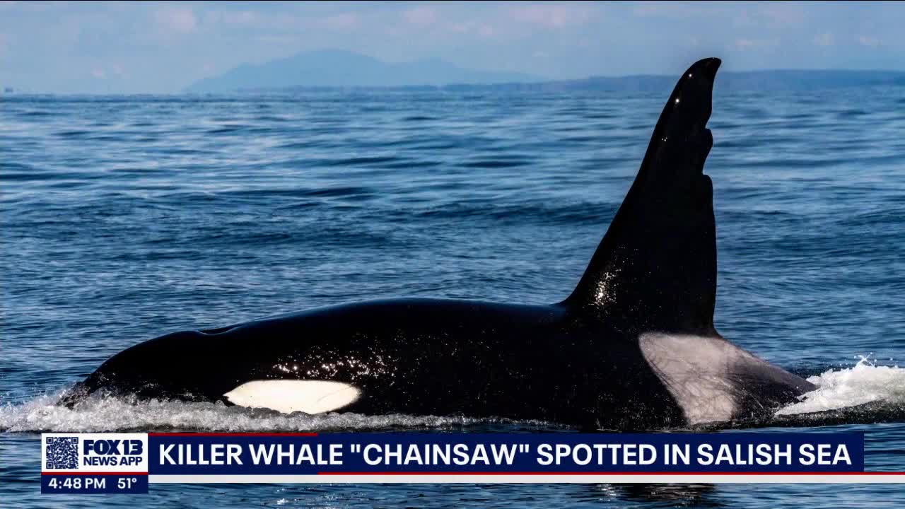 Famous orca known as 'Chainsaw' spotted in Salish Sea