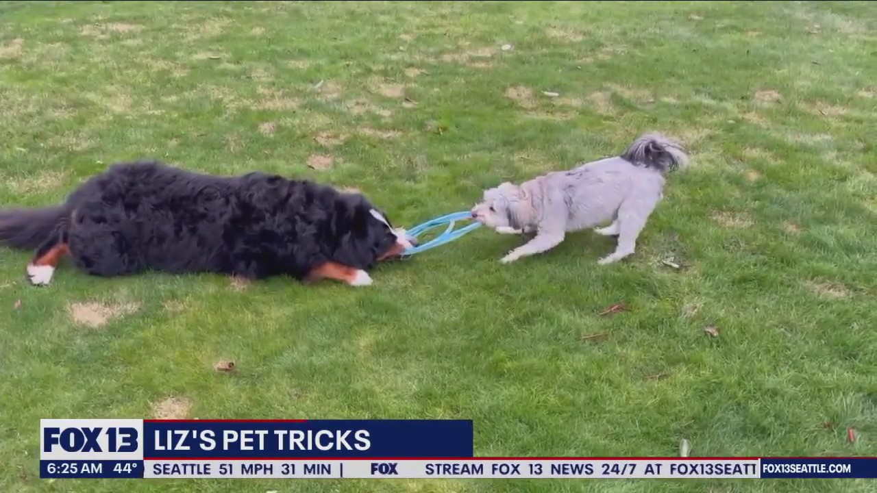 Liz's Pet Tricks for Thursday, April 6