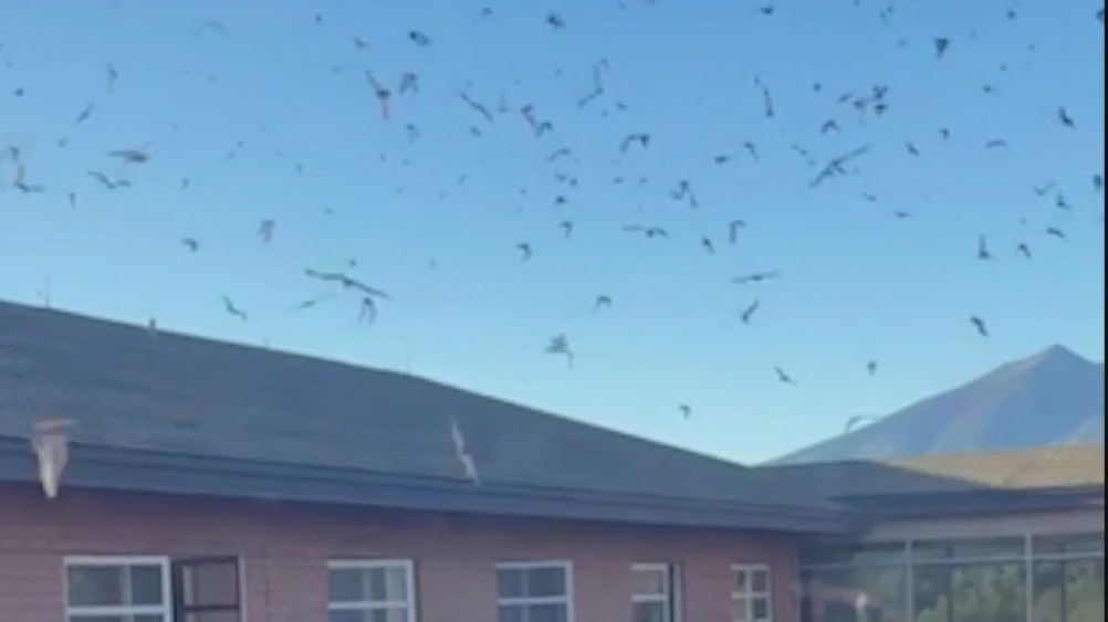 Bats take over NAU dorm