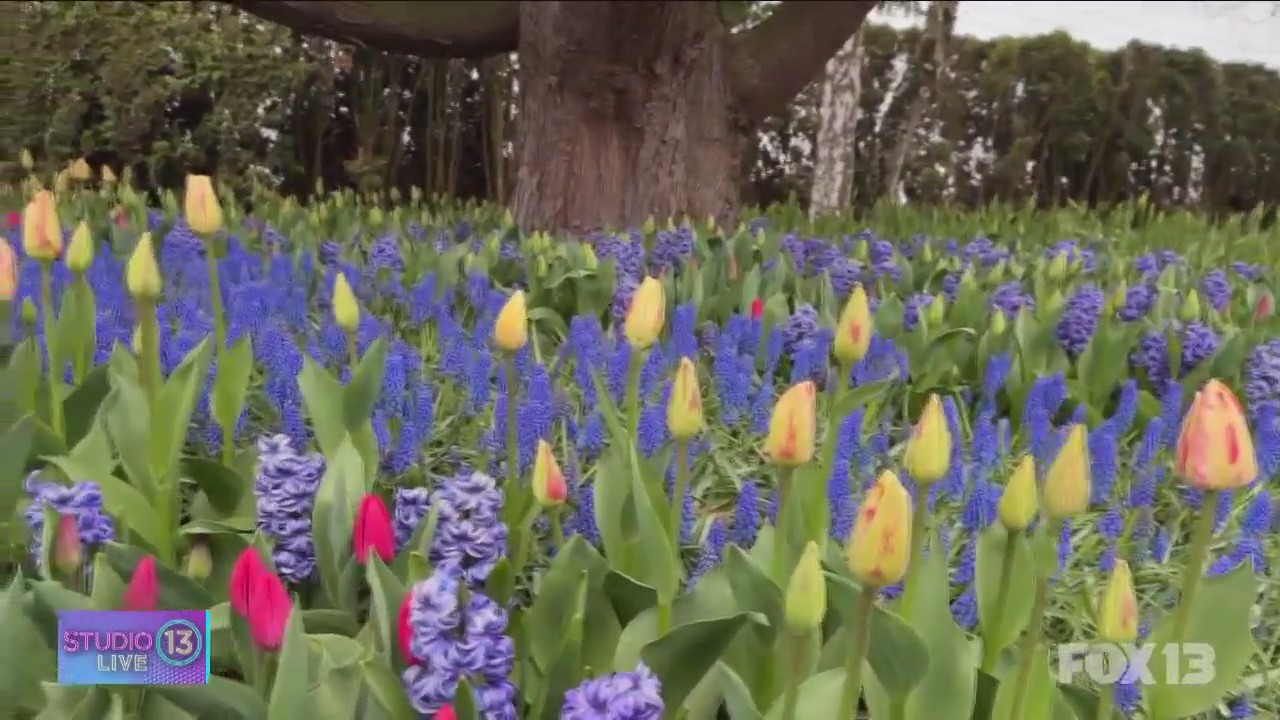 Rain or shine: Checking out the Skagit Valley tulips
