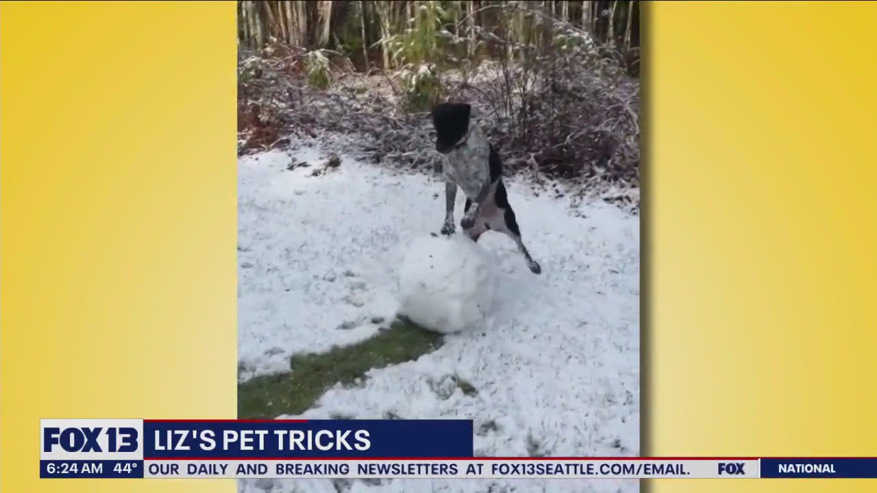 Liz's Pet Tricks for Monday, April 10