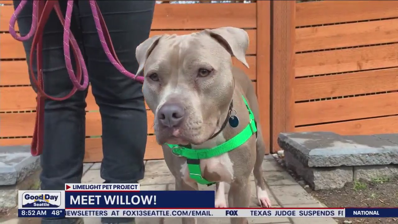 Limelight Pet Project: Meet Willow!