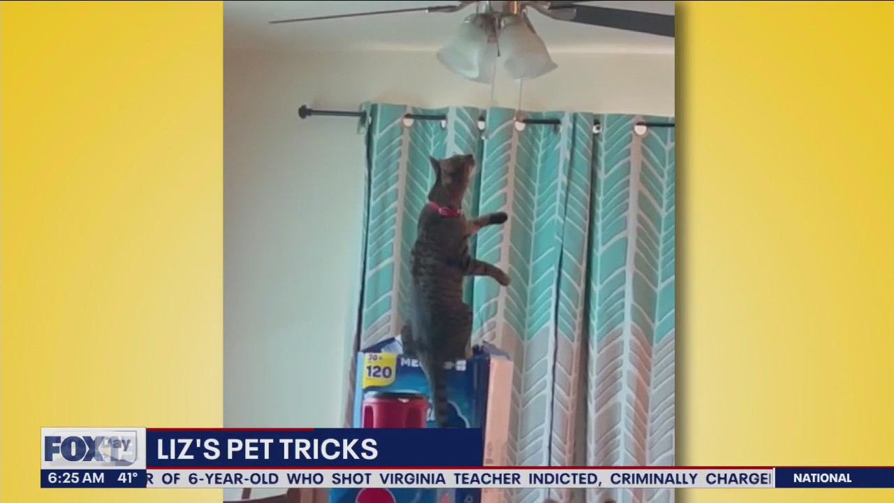 Liz's Pet Tricks for Tuesday, April 11