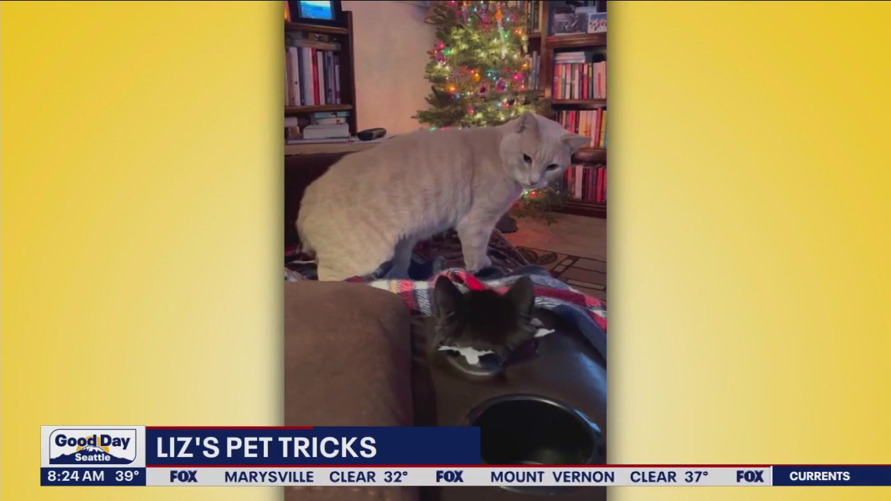 Liz's Pet Tricks for Wednesday, April 12