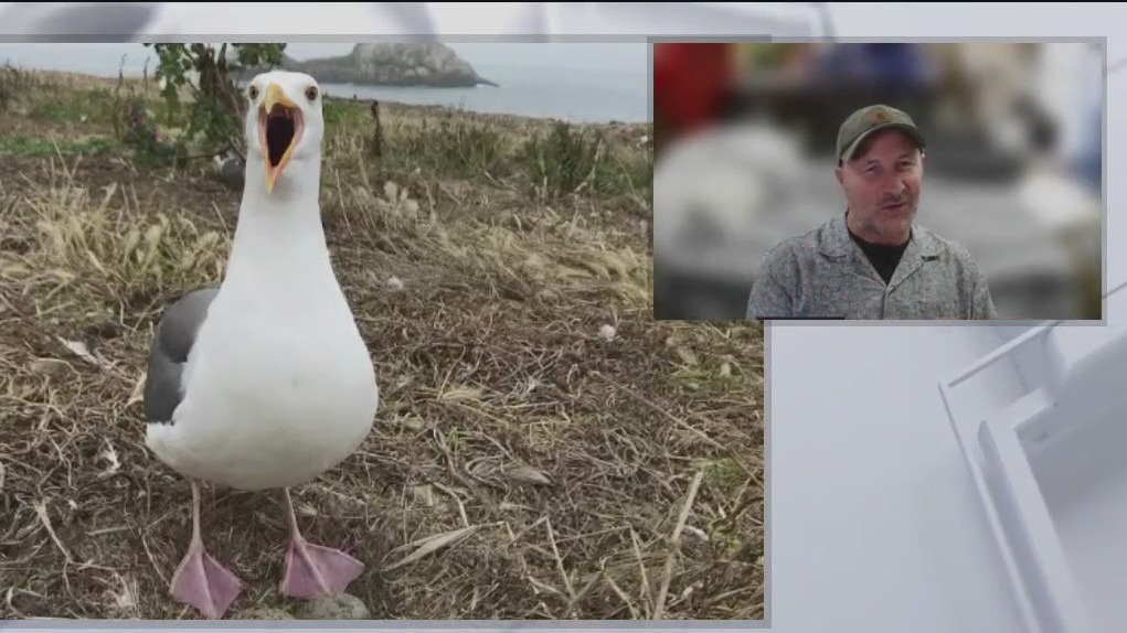 Local seagull hitchhikes on garbage trucks