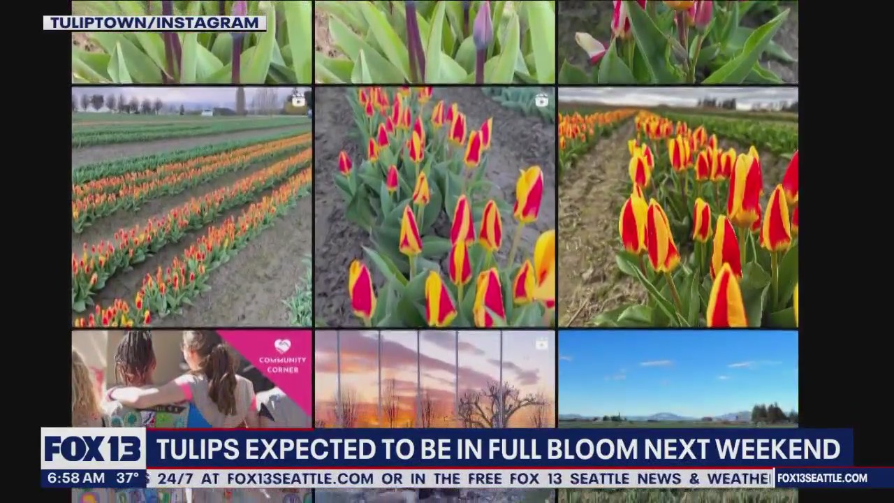 Tulips expected to be in full bloom next weekend