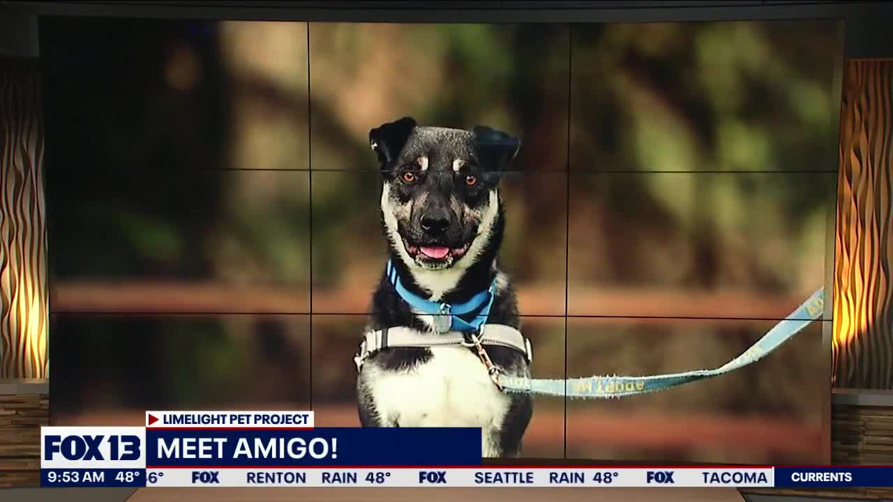 Pet of the Week: Amigo