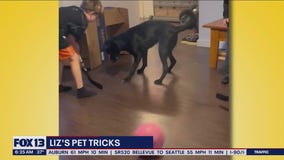 Liz's Pet Tricks for Tuesday, April 18