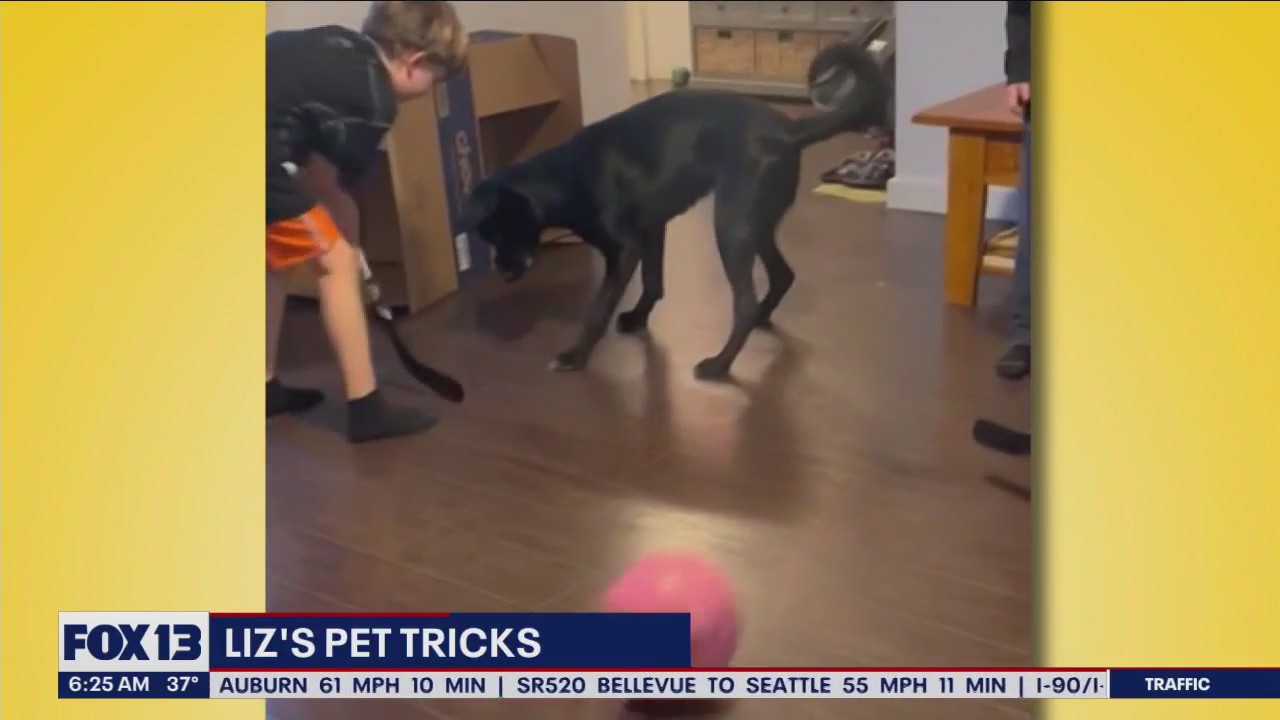 Liz's Pet Tricks for Tuesday, April 18
