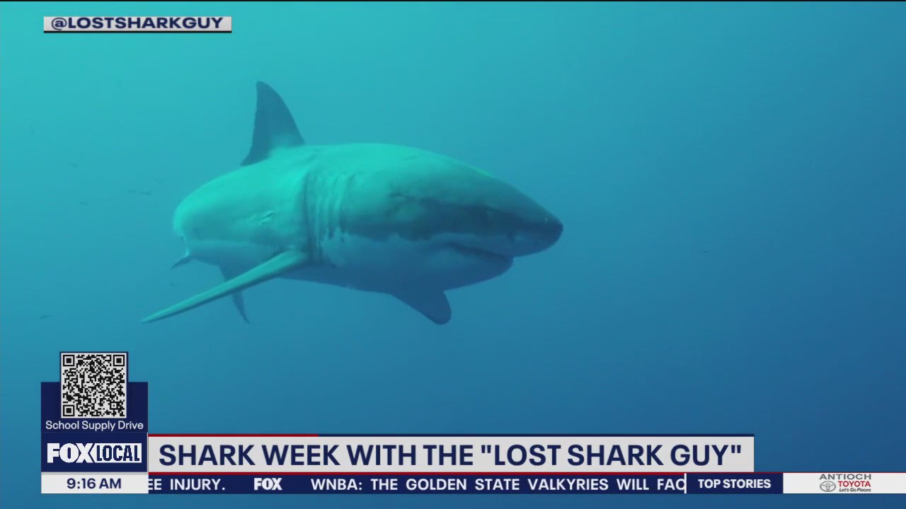"The Lost Shark Guy" tells us his favorite discovery