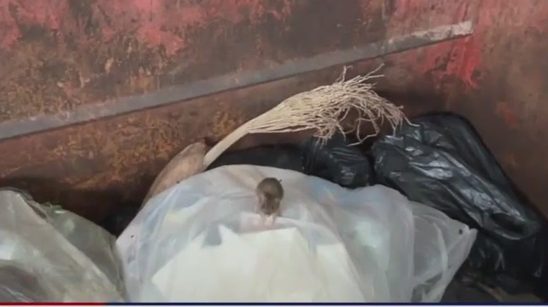 City of Vallejo hiring exterminator for rat problem at ferry terminal